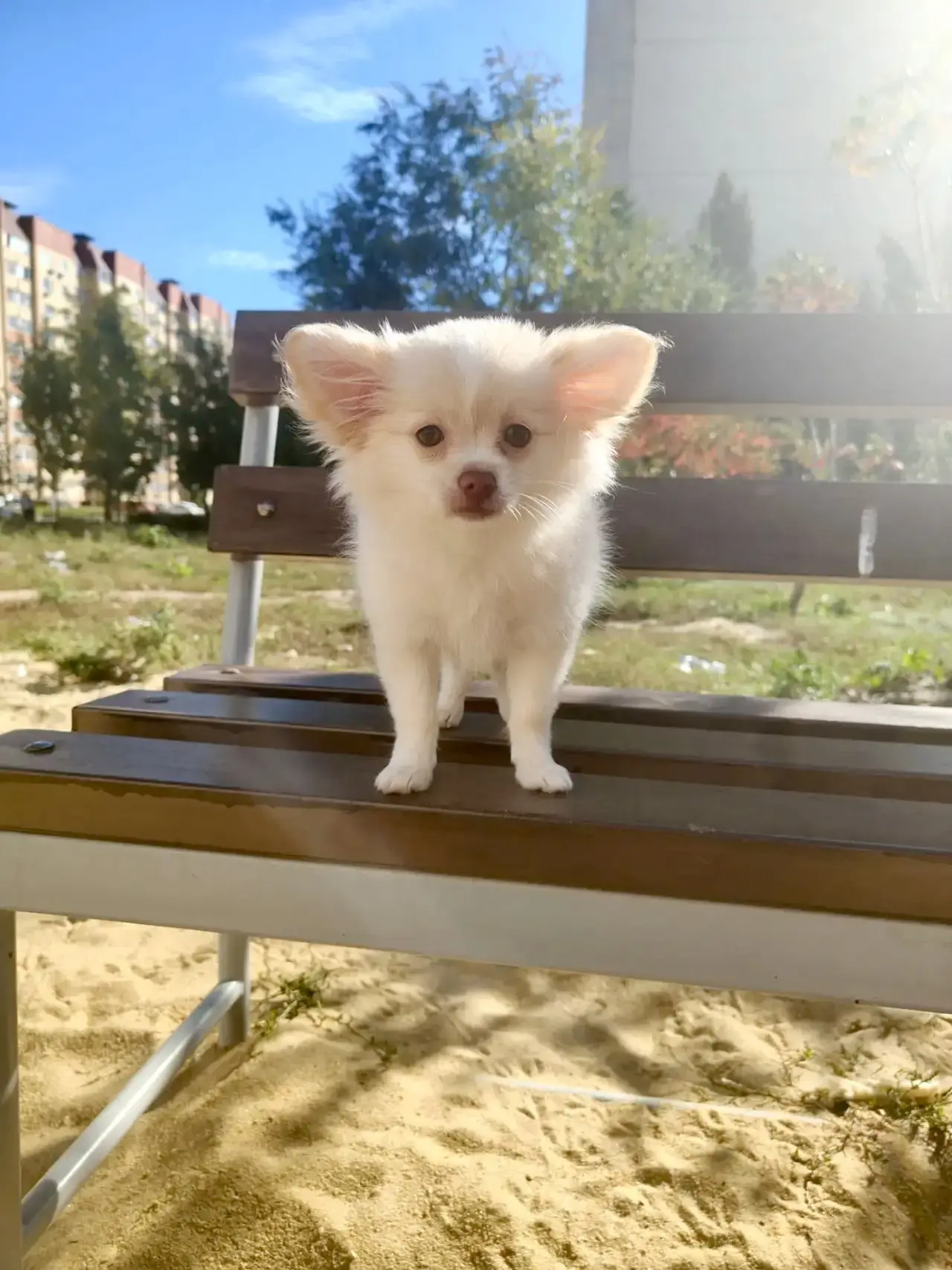 Доброе утро от самых маленьких жителей! ☀️🐶