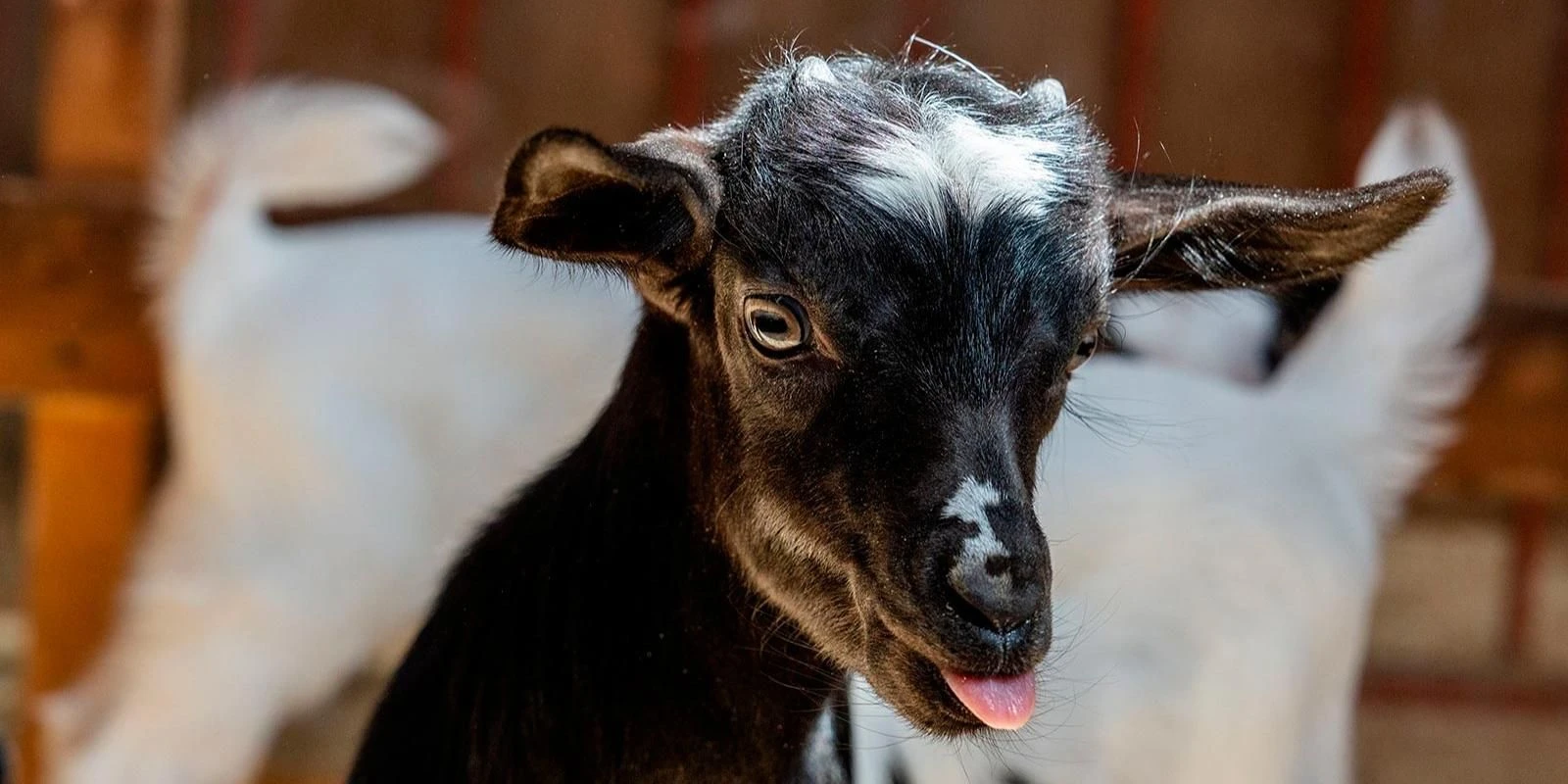 🐐 Шустрик и Мила — такие имена получили козлята, родившиеся этим летом на «Городской ф...