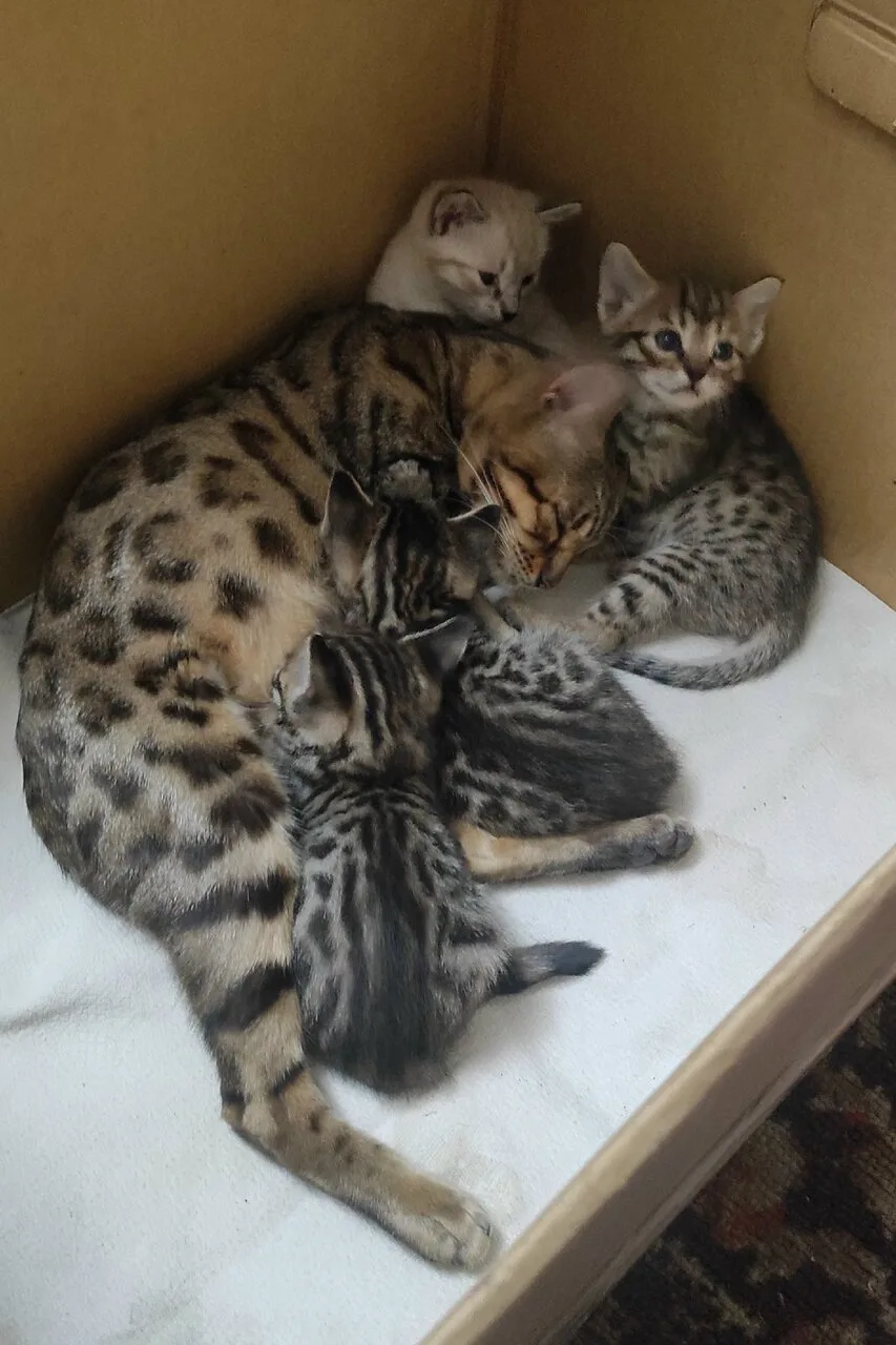 Продам котят от бенгальской кошки, Донецк, Пролетарский район