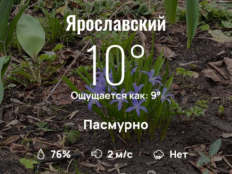 Что с погодой в Ярославском?