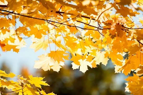 🍂 В Прикамье ожидается аномально тёплая неделя.