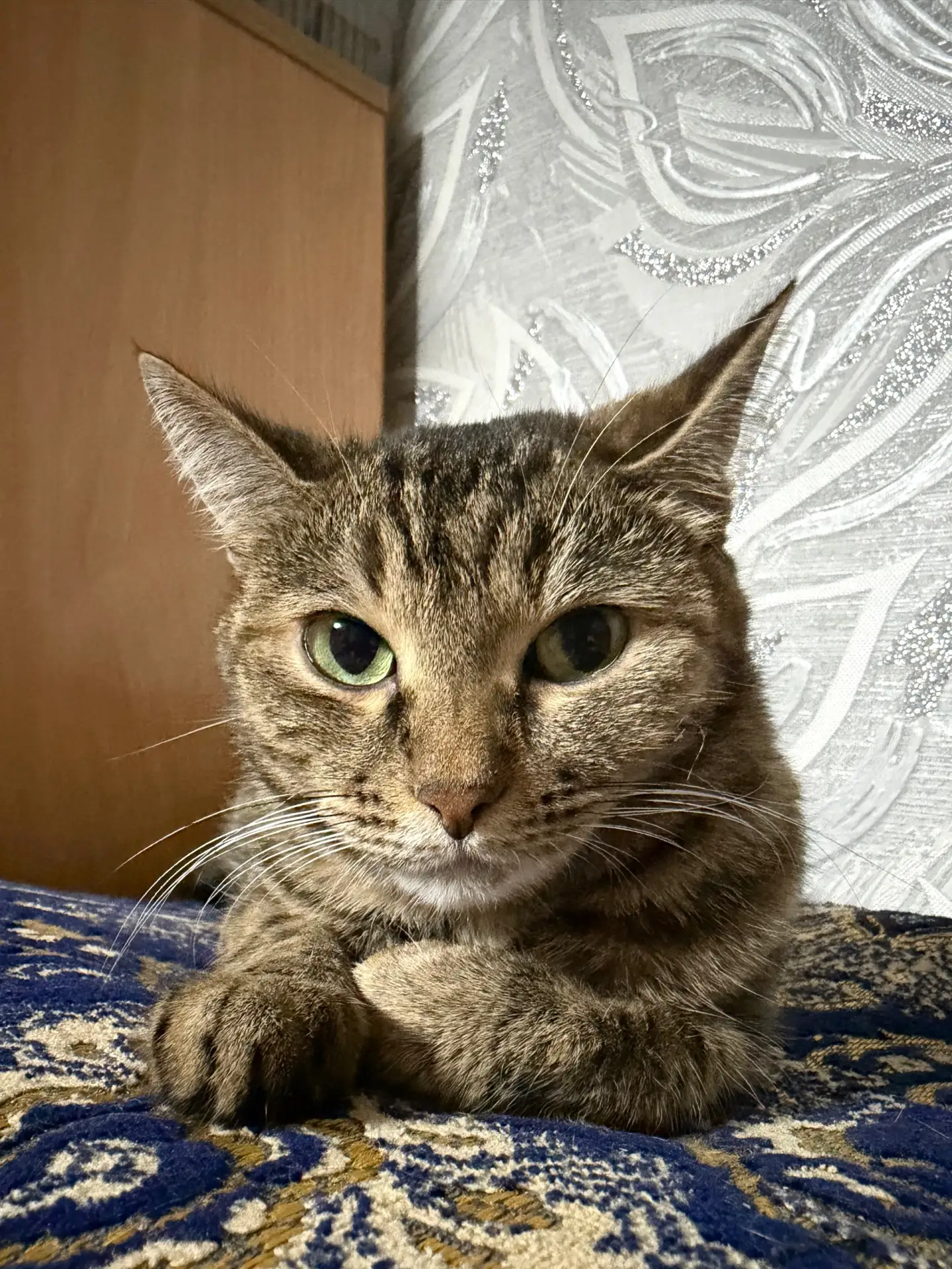 В связи с аллергией детей, Хеппи ищет новый дом, к лотку приучена, игривая, ласковая.