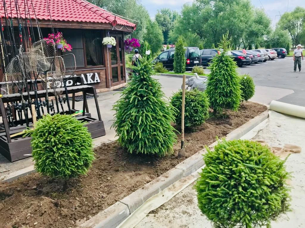 🌳🌲🌳🌲🌳🌲🌳