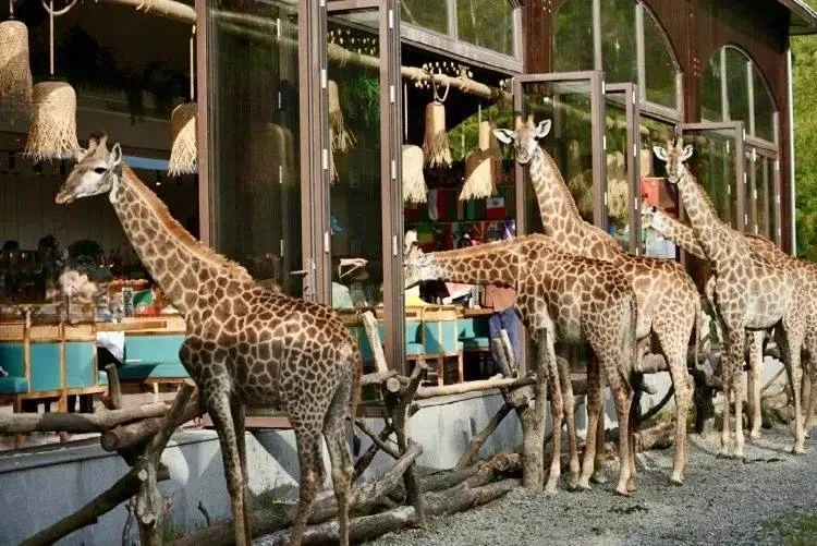 🦒 Место, где время замирает, а реальность кажется сном.