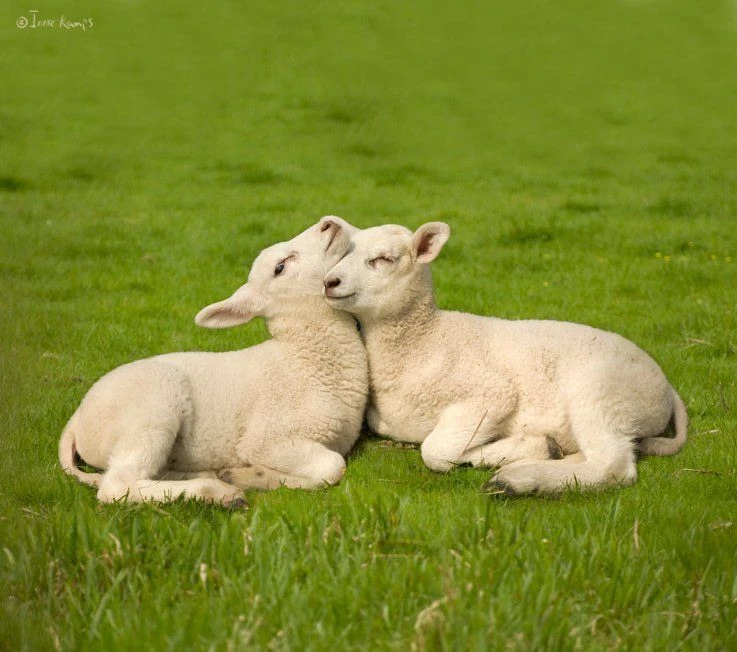 🐏 Житель Ставрополья попытался откупиться от инспекторов ДПС двумя баранами.