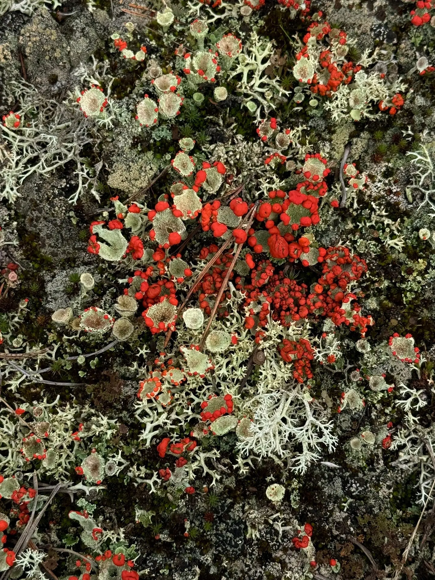 🎨 Яркая палитра Красновишерского леса 🌲