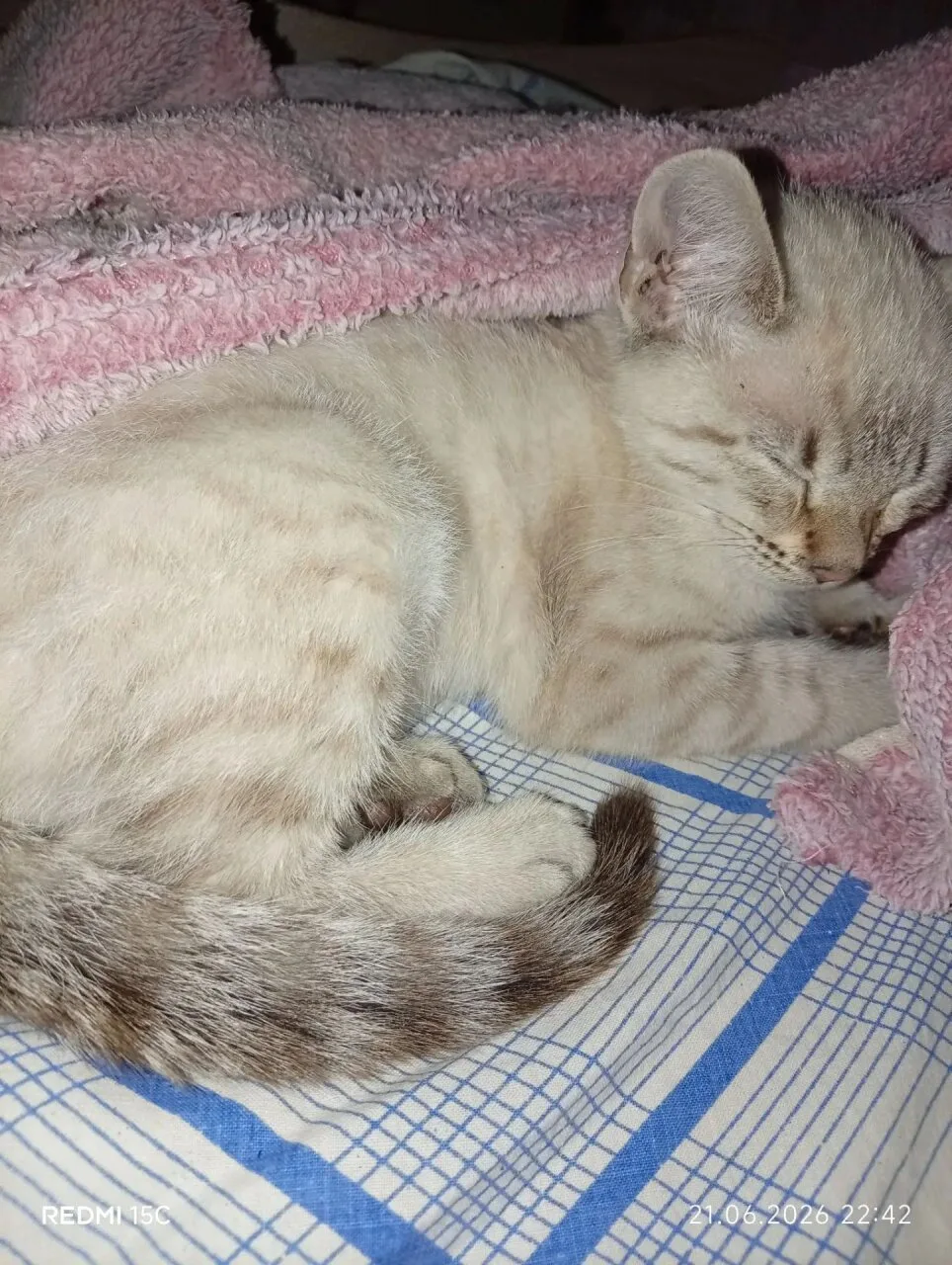 Здравствуйте помогите пожалуйста найти любимца❤🙏 находился напротив Баварского по Рево...