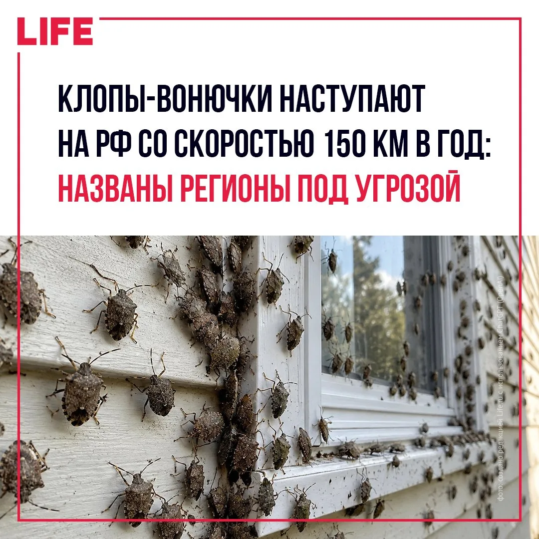 Массовое нашествие мраморных клопов, с которым столкнулись жители Краснодарского края, ...
