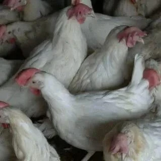 ❗❗❗🐔Продажа курочек несушек в Славянке 16.10 (пятница) на въезде около магазина "Евген...