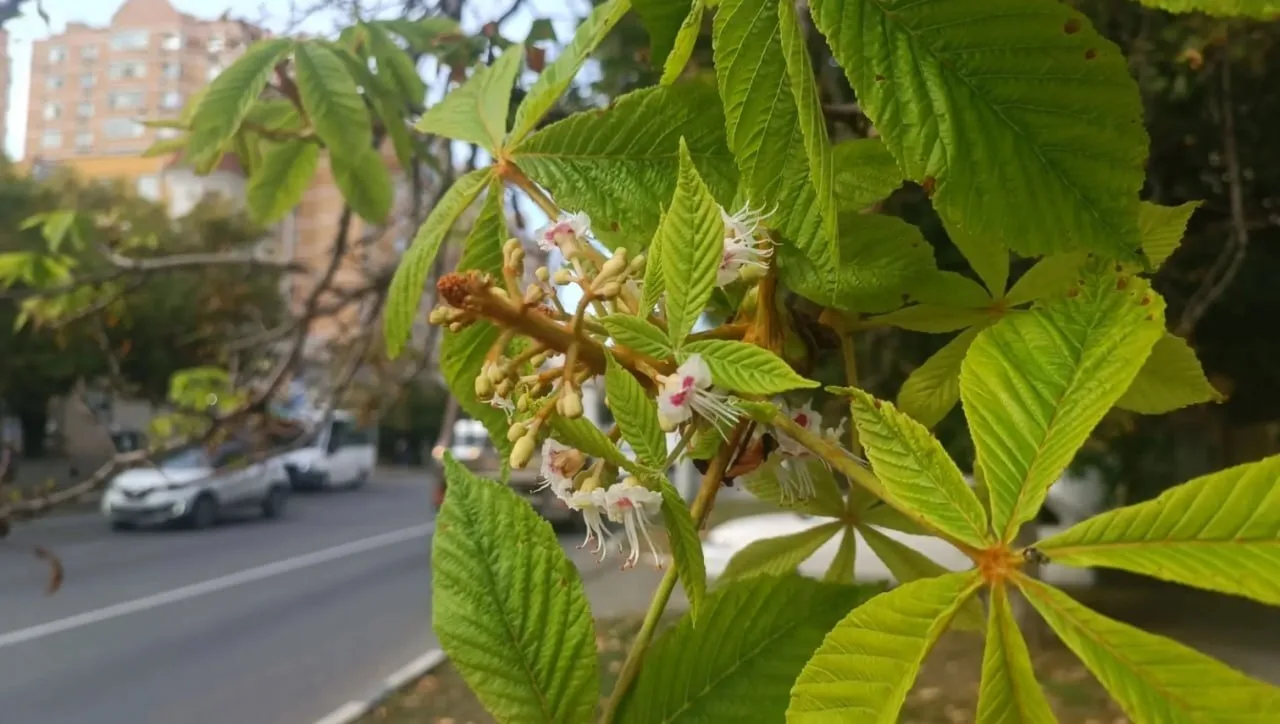 🌸 В Новороссийске каштан зацвёл второй раз за год