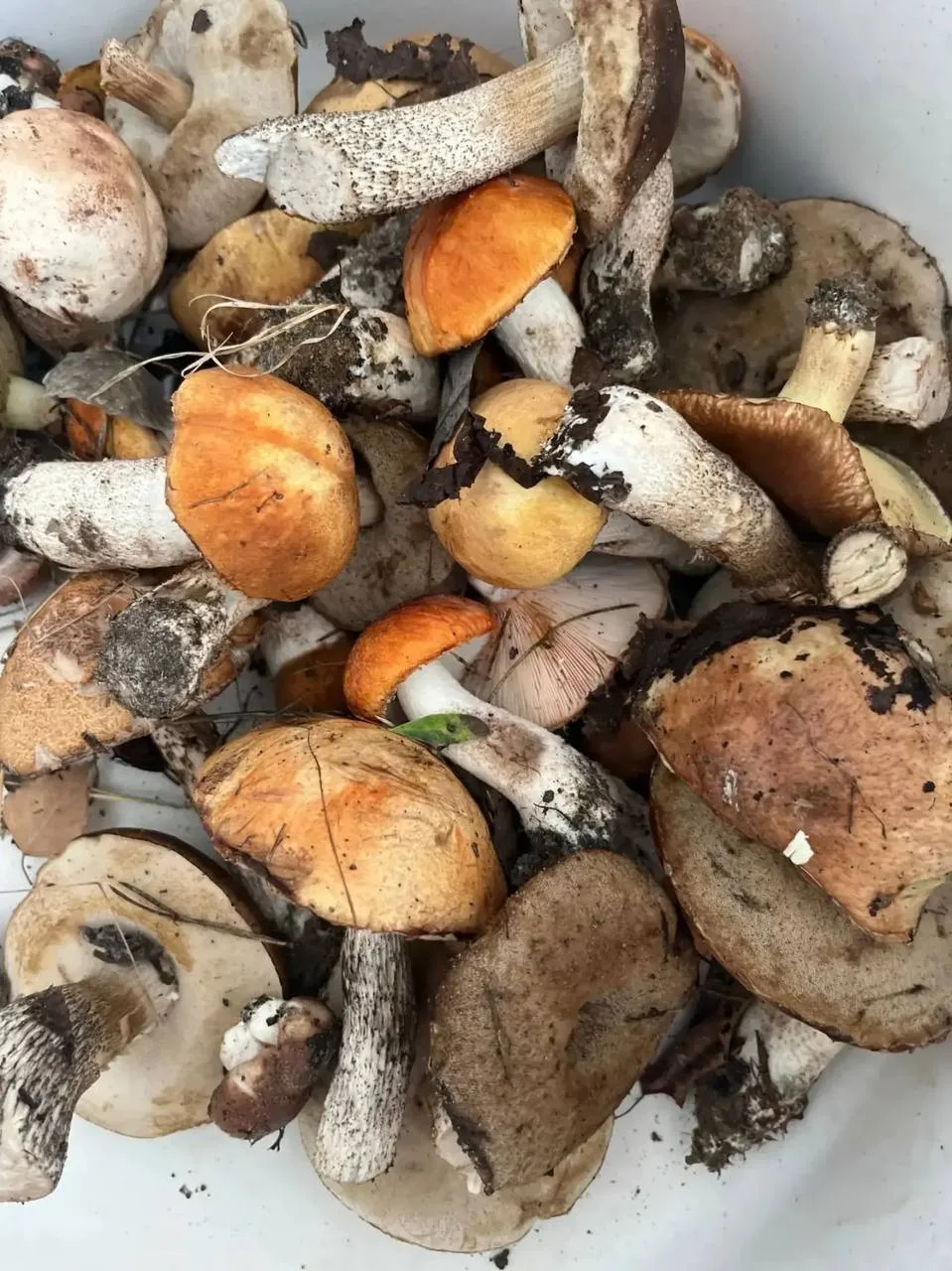 🍄‍🟫 В Липецкой области продолжают собирать грибы