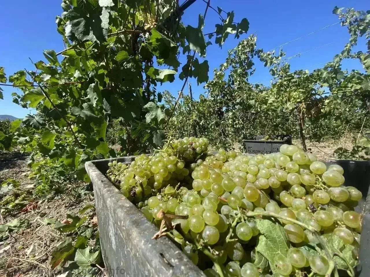 🍇В Новороссийске собрали более 9 тысяч тонн винограда