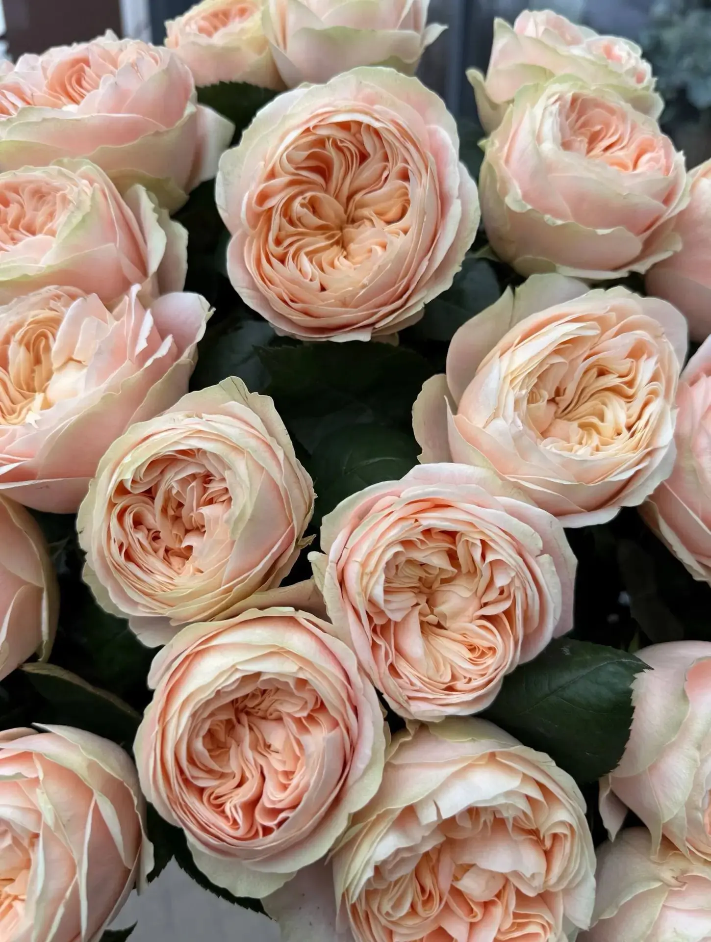 Розы 🌹