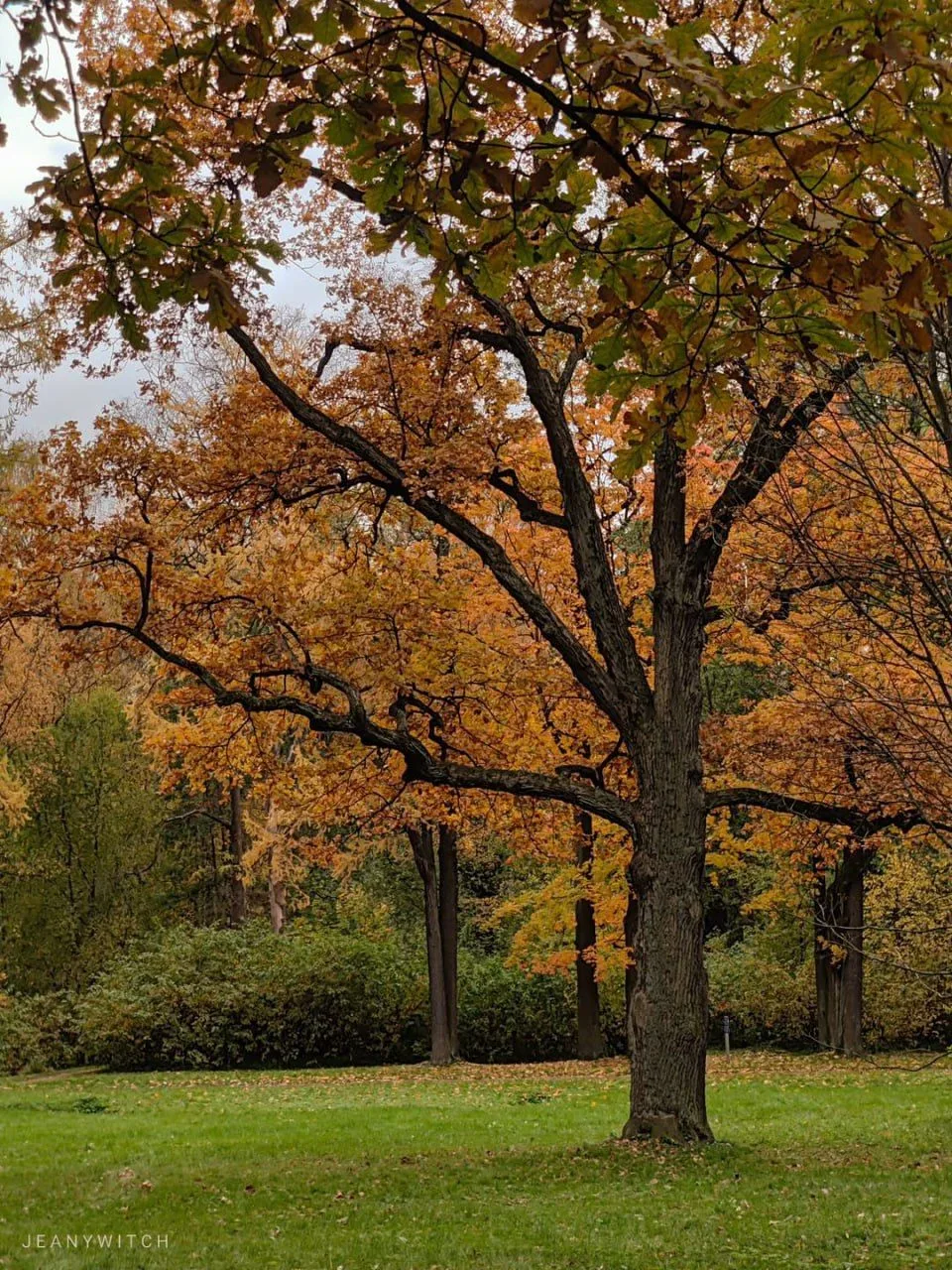 🌳 Заповедник «Елагин остров»
