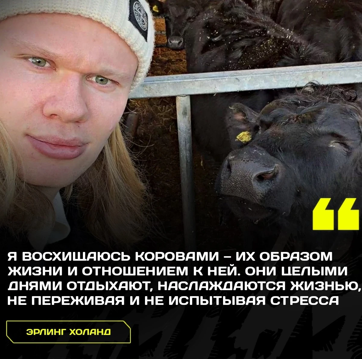 🐮 Эрлинг Холанд хотел бы стать коровой: