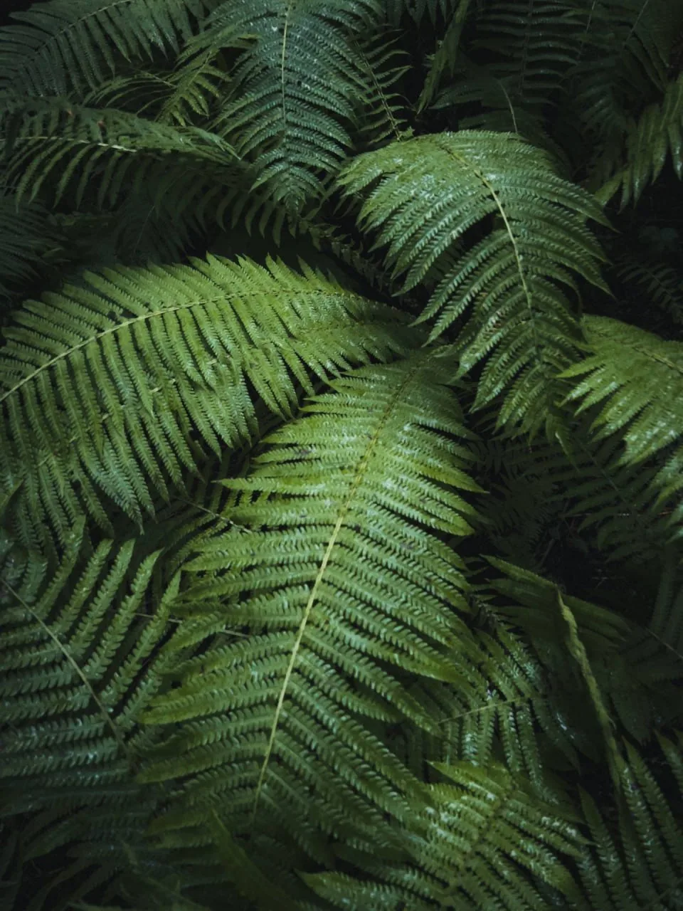 💚💚💚💚💚 "Джунгли" в Ленинградской области. Токсово.