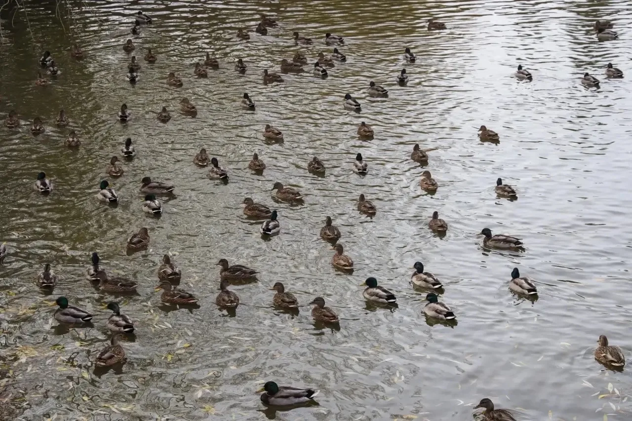 Тобольские уточки наслаждаются теплыми деньками 🦆