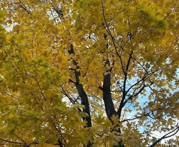 🍁 Щукино раскрасилось в осенние цвета
