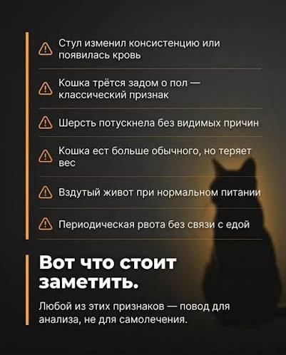 😨 Домашняя кошка заразила россиянку паразитами, которые годами «съедали» её гемоглобин