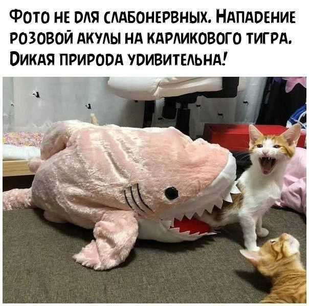 Мемы каждый день • Подписаться
