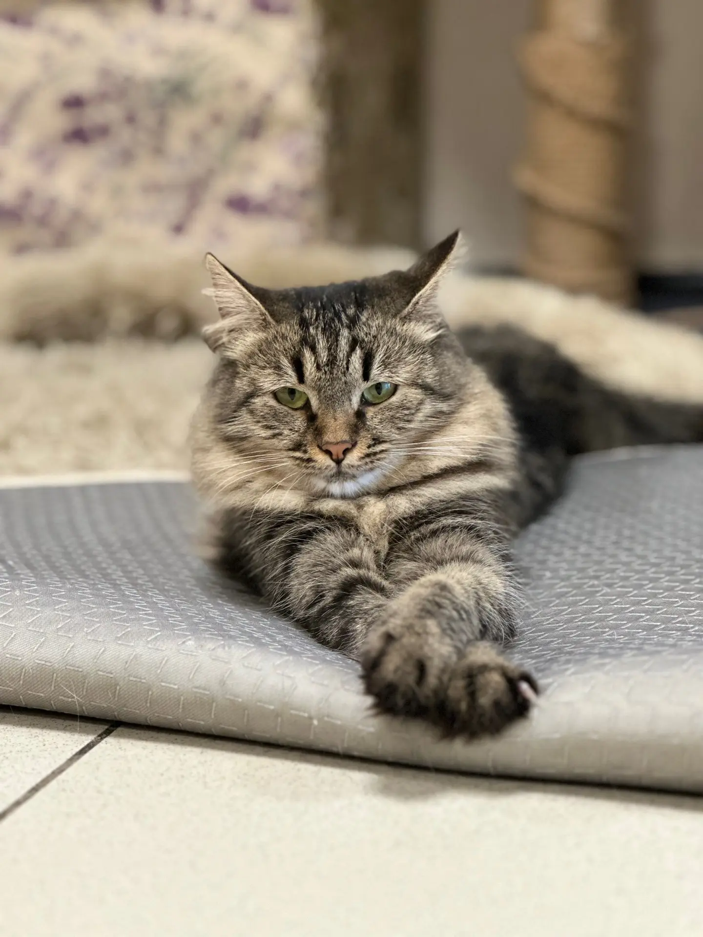 💥Из жизни Котокафе.