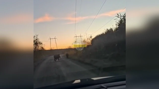 💢 Осторожно, кабаны вышли к садам под Нижним Тагилом
