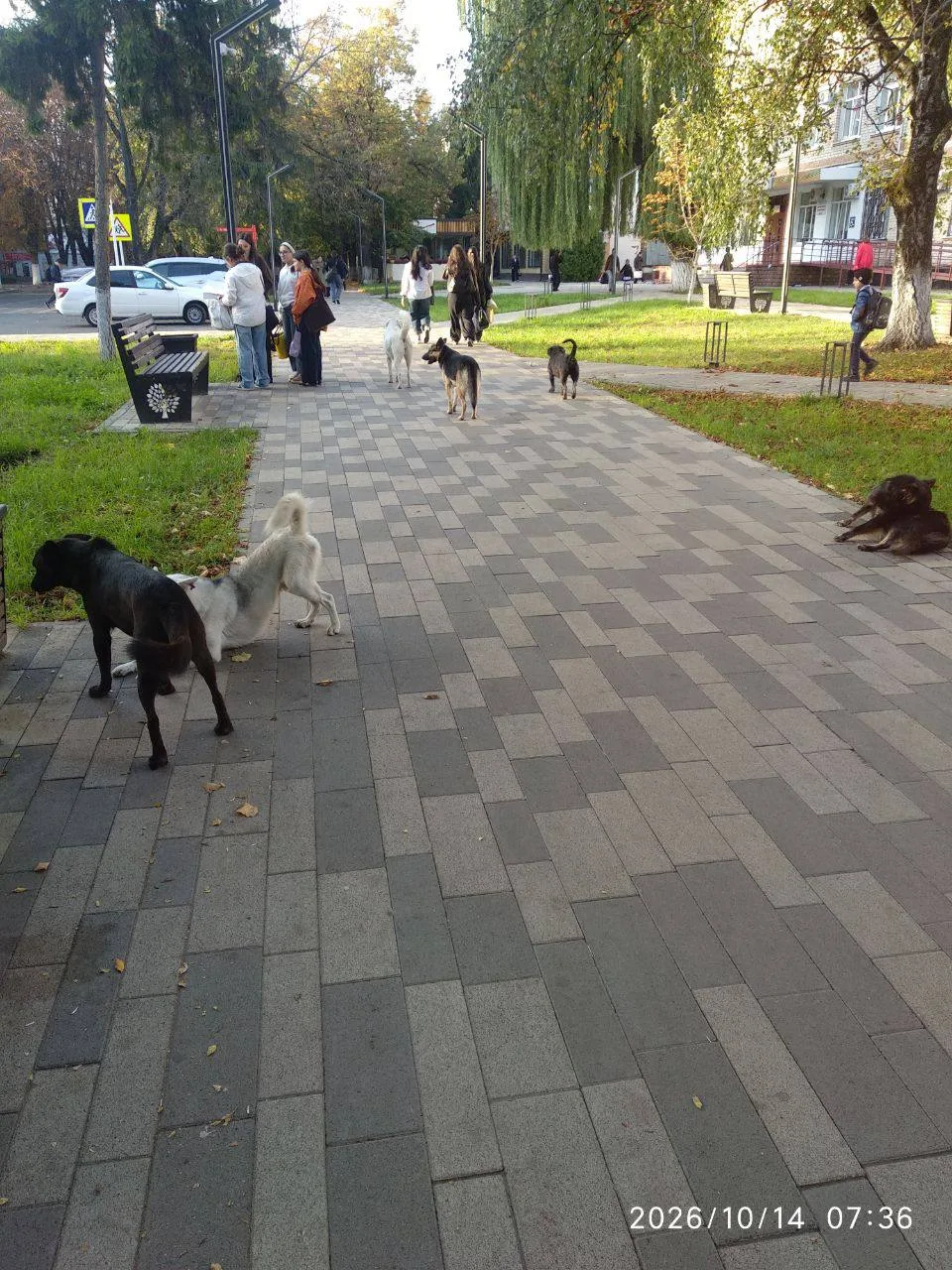Собаки на Красноармейской