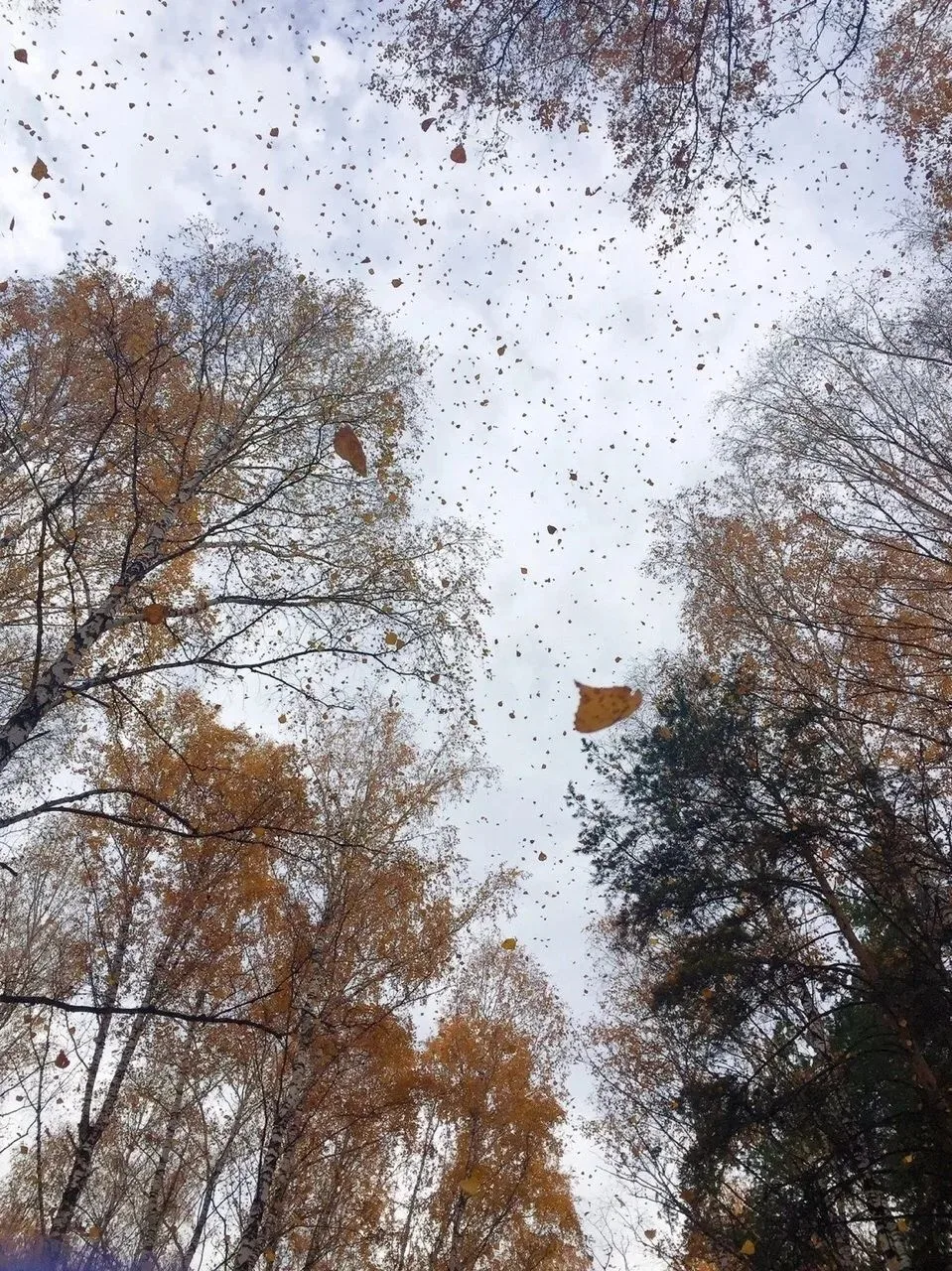 Осень в Гагаринском парке 🍂🍁