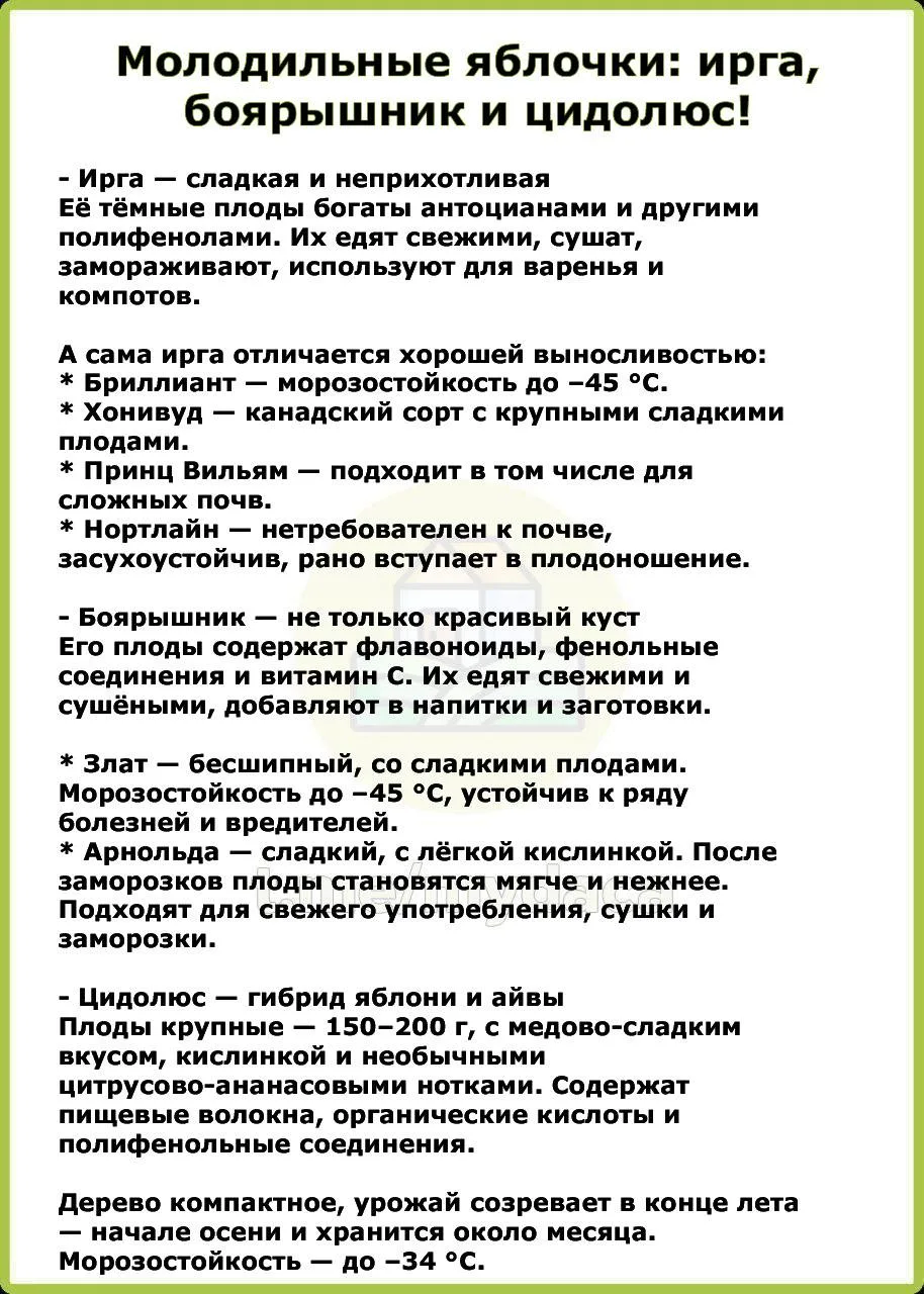 Молодильные яблочки: ирга, боярышник и цидолюс 🫐