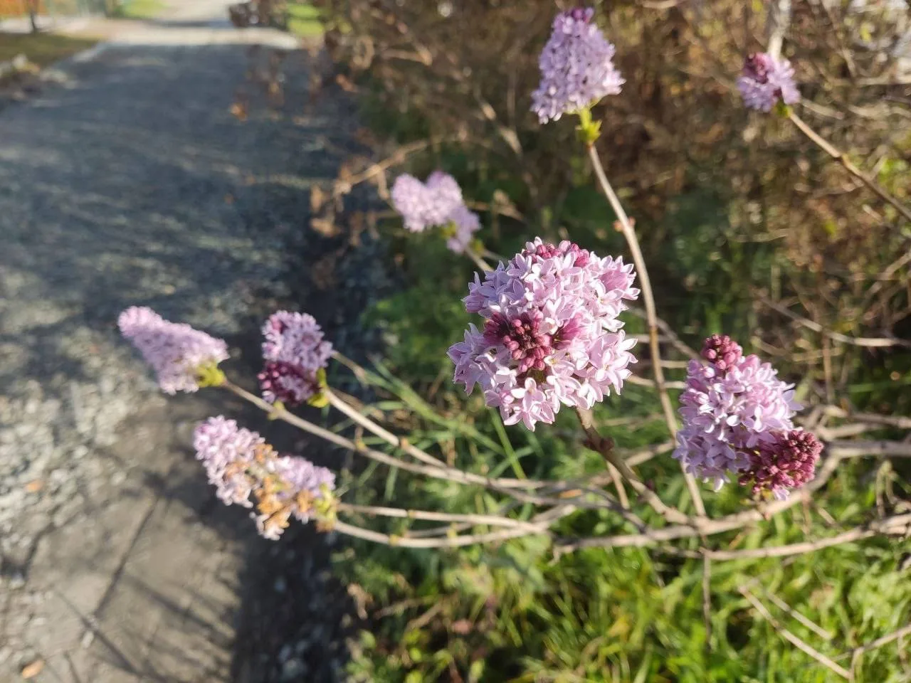 Природные аномалии замечены в Свердловской области 🌸