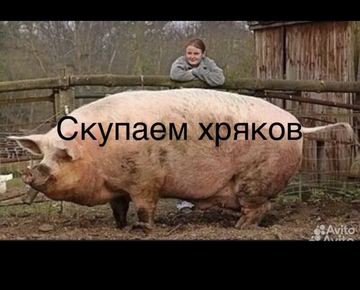 Куплю