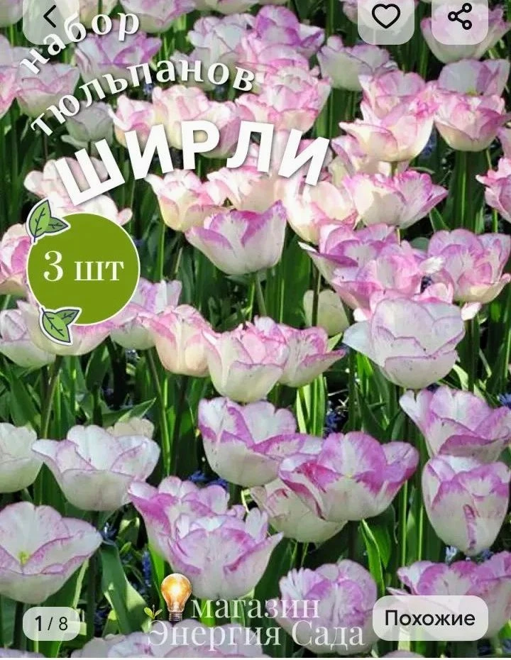 Добрый вечер друзья! 🌷