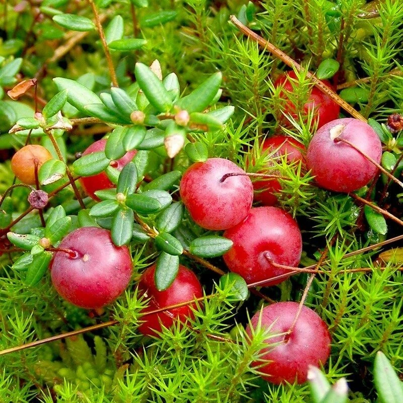 Свежая клюква — натуральная витаминная ягода для всей семьи! 🍒