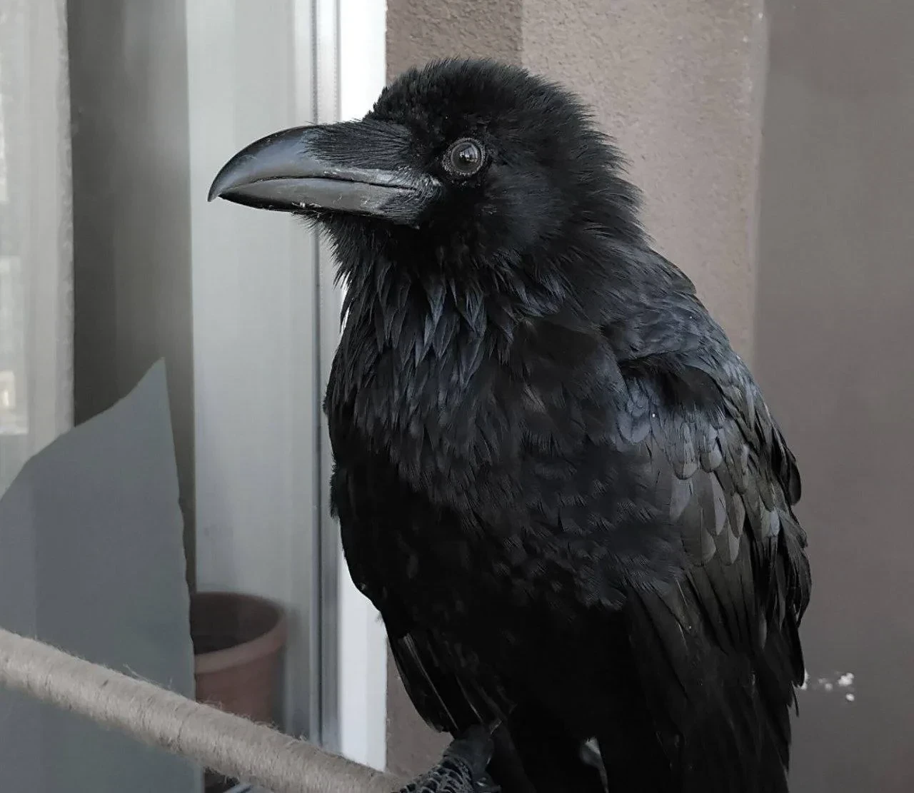 ⚠️ Пропал домашний ворон Аку