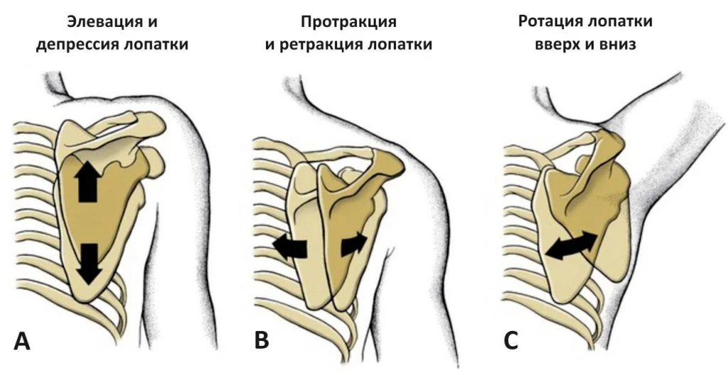 БИОМЕХАНИКА