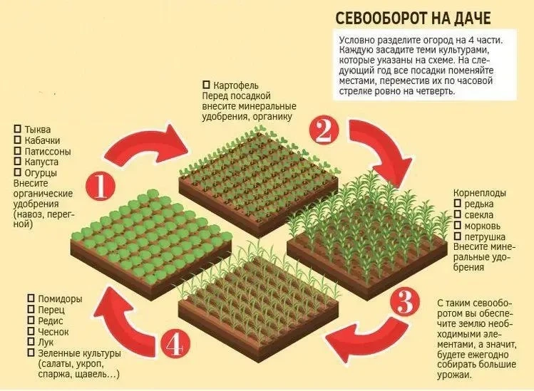 😇 Как чередовать растения на маленьком участке?