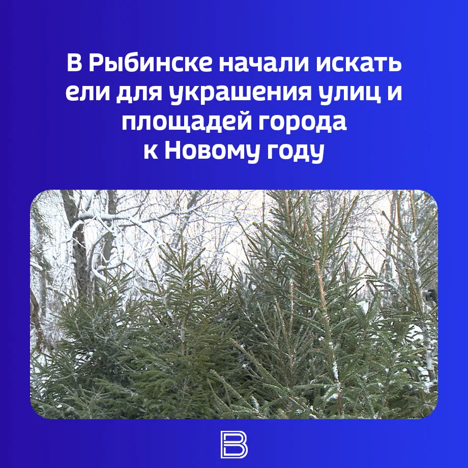 🔎🎄В городской администрации сообщили о старте ежегодной акции «Елка в дар».
