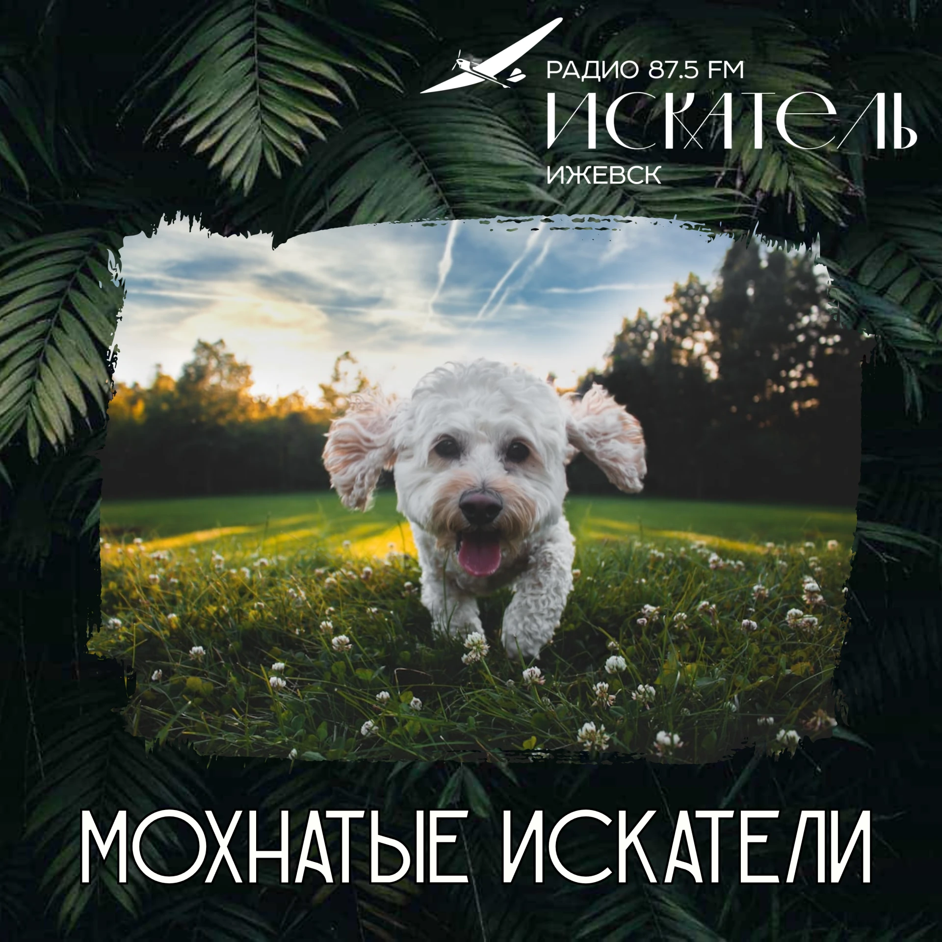 🐩 Пудель: гений в кудрявой шубке