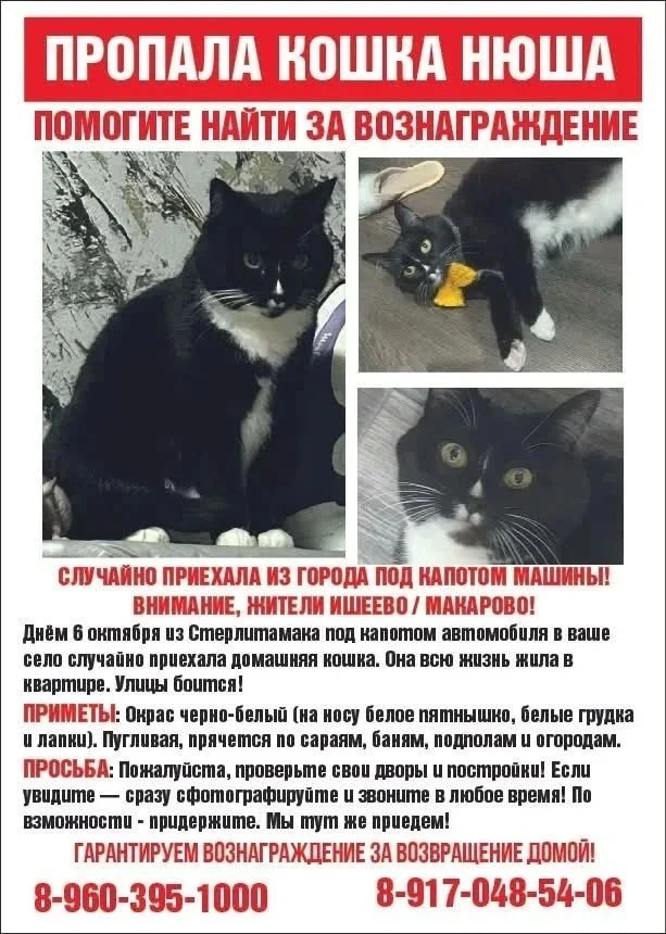 Так же может быть в городе прошу быть внимательными вознаграждение 5000₽