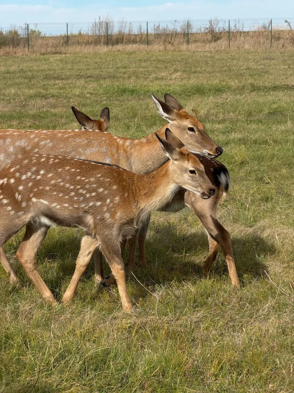 🦌 На турбазе под Воронежем туристы загоняли оленей ради фотографий.