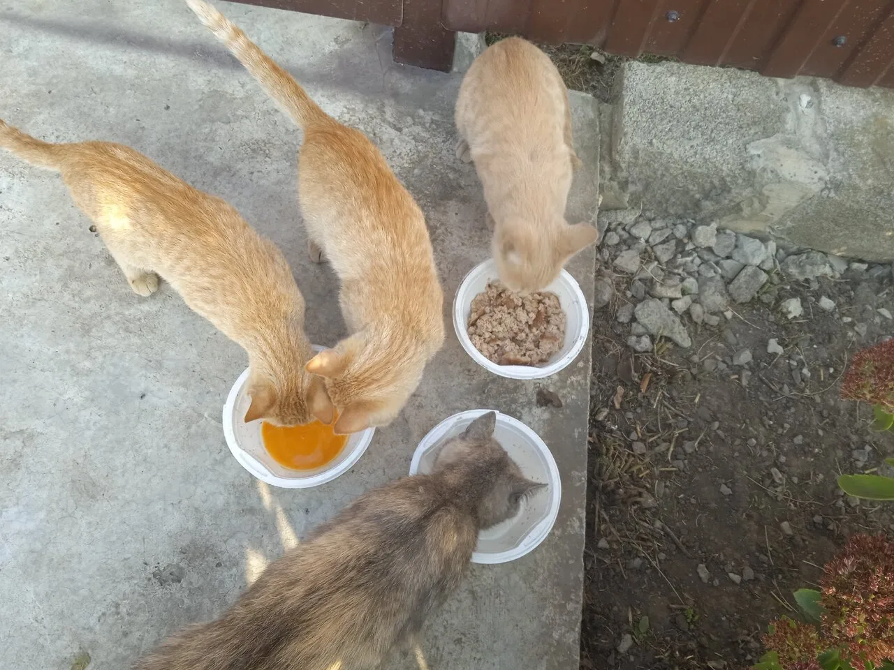 Отдам котят, Куйбышевский район
