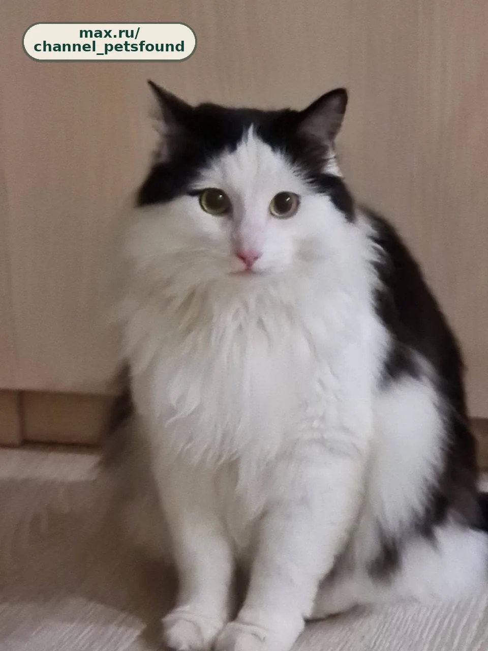 🐾 Пропал питомец — Ростов-на-Дону