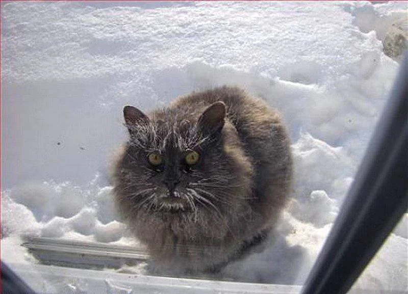 ❄️ Первый снег в Нижнем Новгороде выпадет в первые дни ноября.