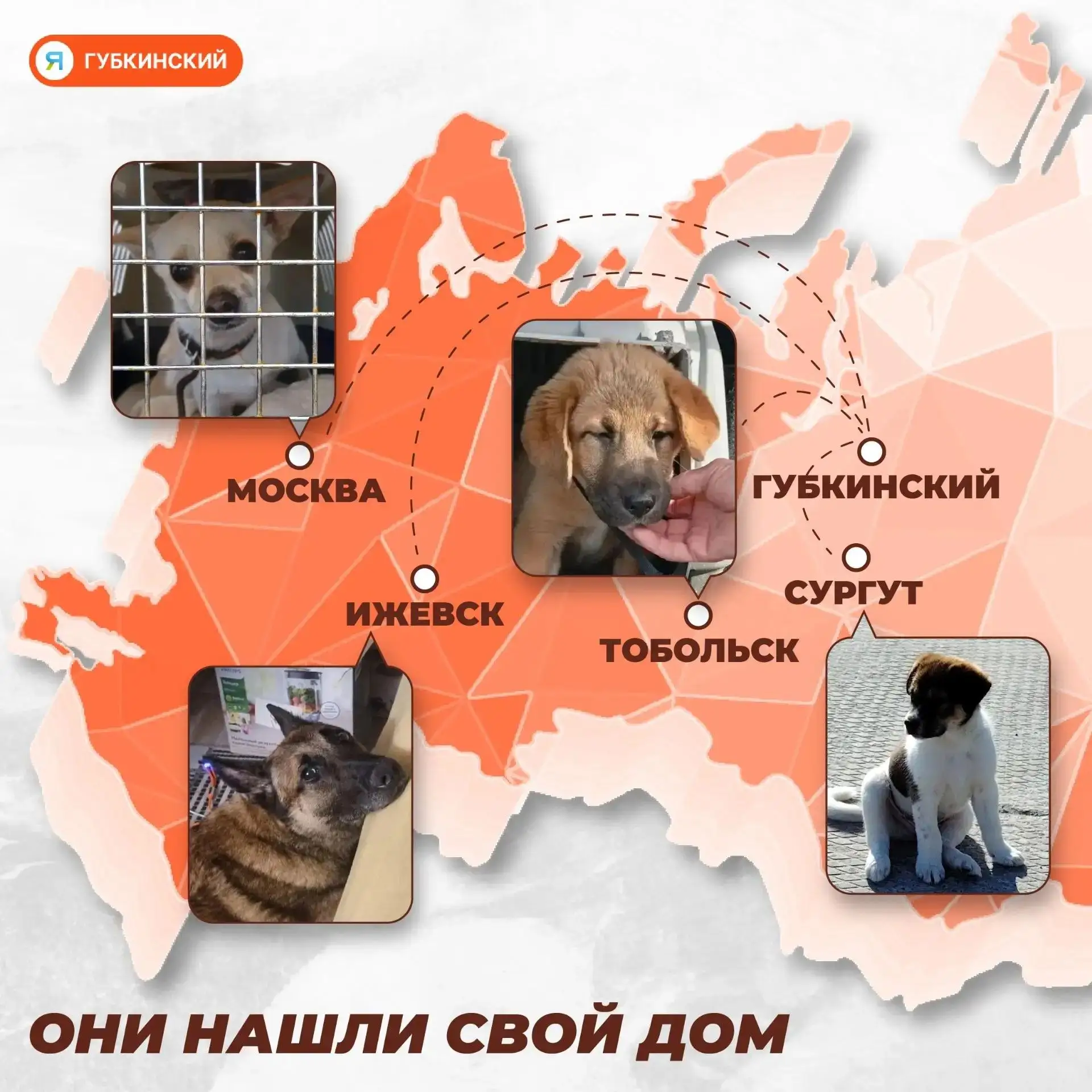 Позади вольеры, впереди — счастливая жизнь. Сургут, Тобольск, Москва — география любви ...