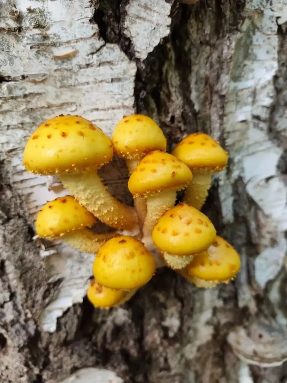 🍄❤ В одном из воронежских лесов выросло красивое золотое руно