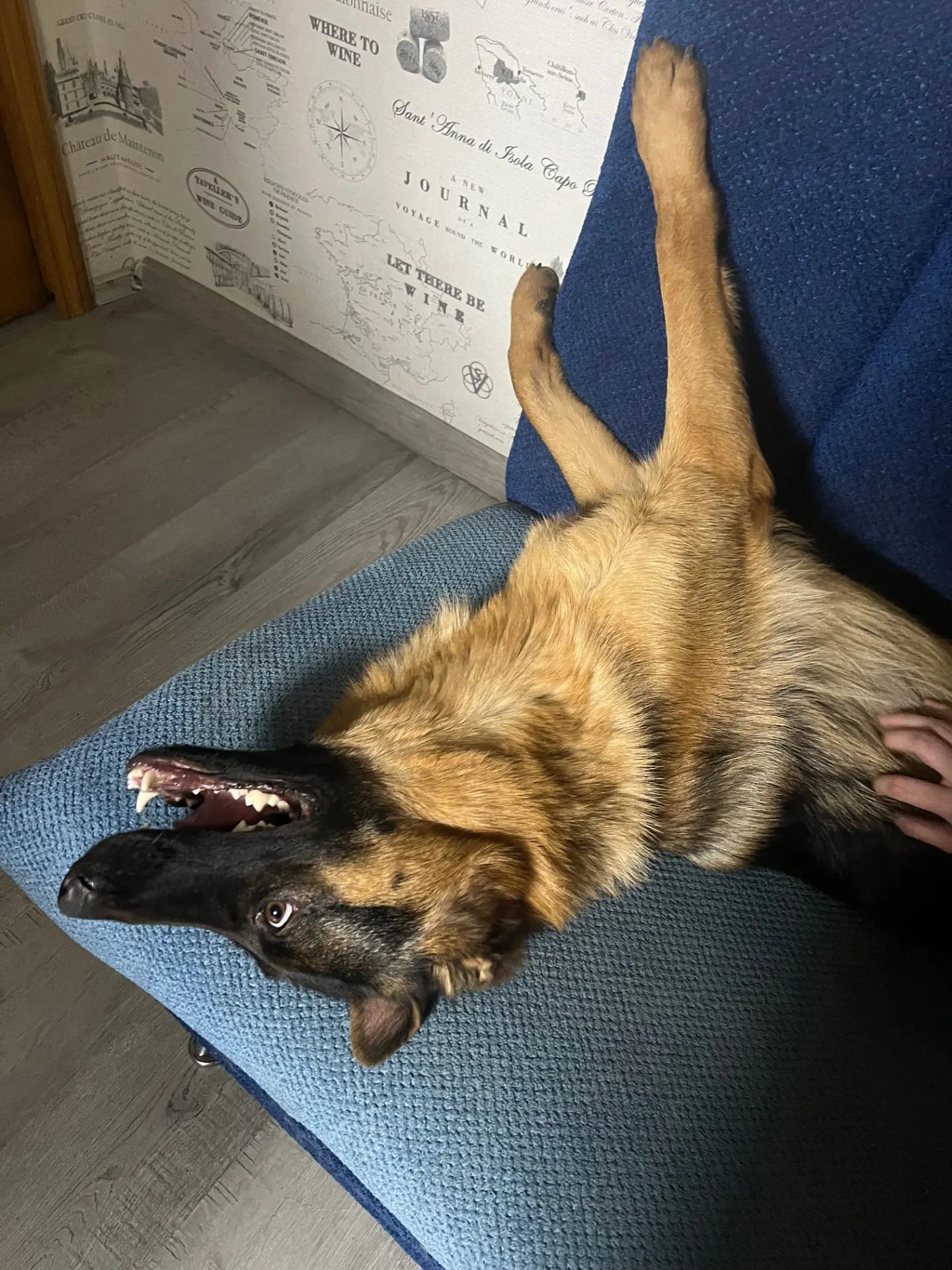 Всем доброе утро🐶