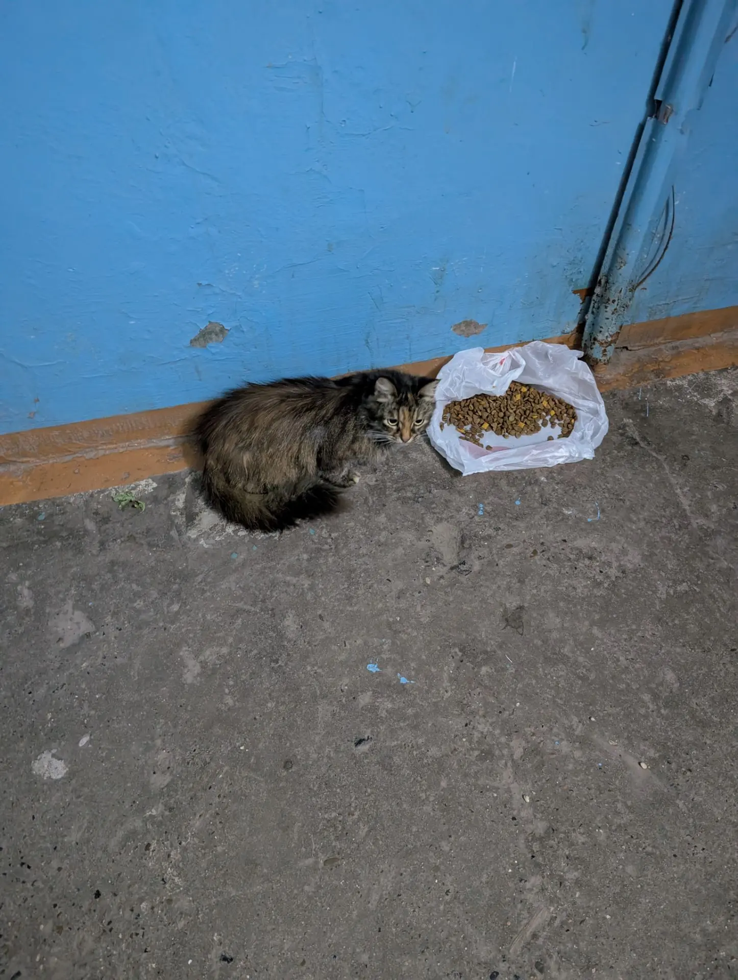 Опачки, еще котэ в подъезде сидит, чужой зашёл, ну правильно тут Денис кормит всех кото...