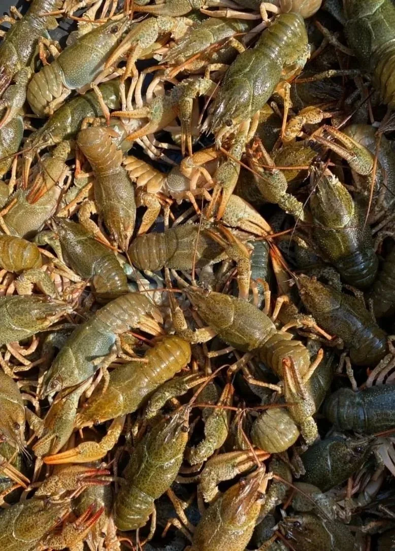 Живые раки 1600р. кг 🦞🦞🦞🦞  доставка от 3 кг бесплатно по городу. Звоните по номеру ...