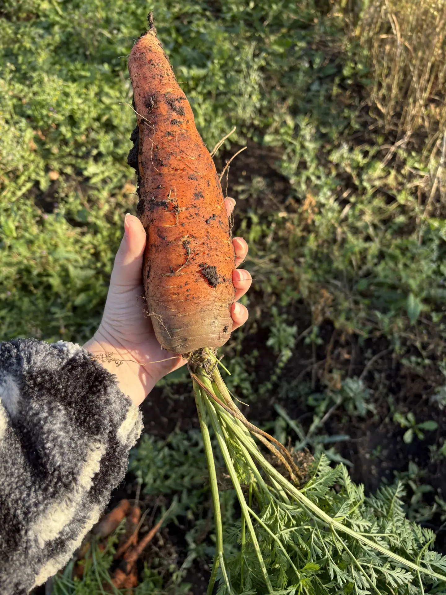 Всем морковного 🥕дня