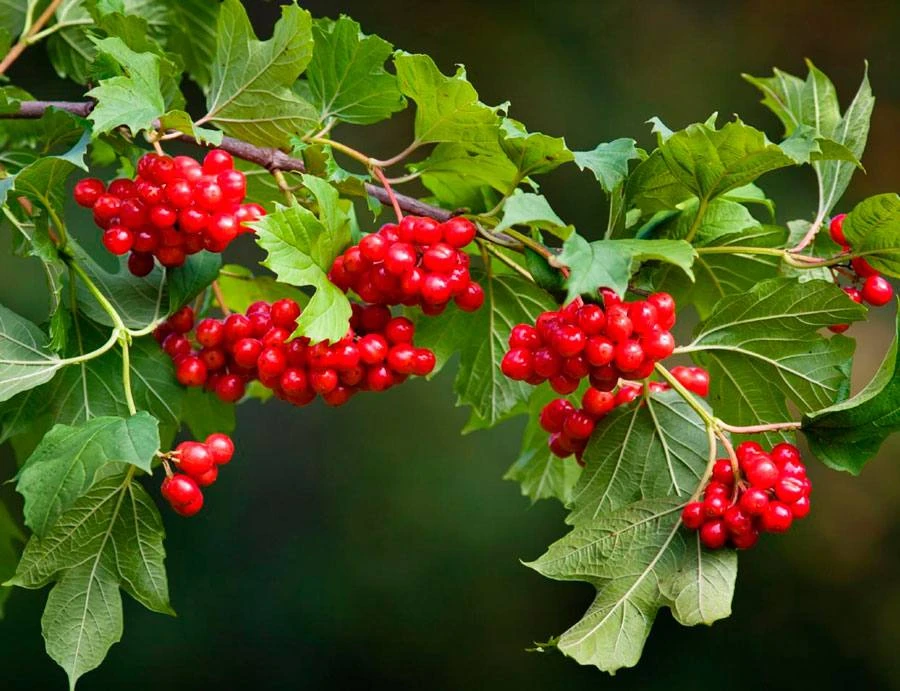 🍒«Калина: ягода, которая переживёт зиму» + рецепт